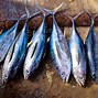 Tongkol Tuna Untuk Ibu Hamil Ikan Apa